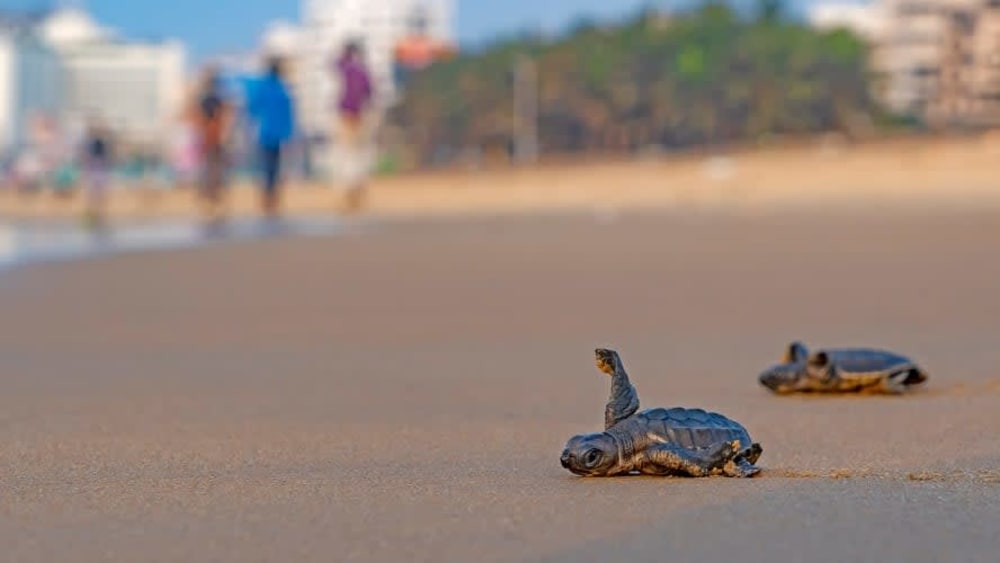 Circle of Life: When Olive Ridley Turtles Return to Nest