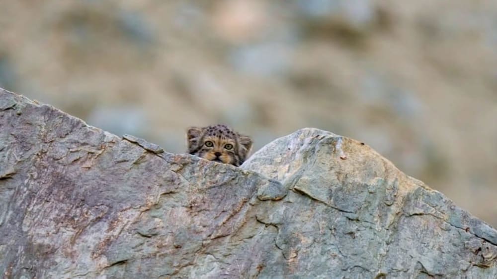 Pallas's Cats: Raising Kittens in Ladakh's Changing Landscape