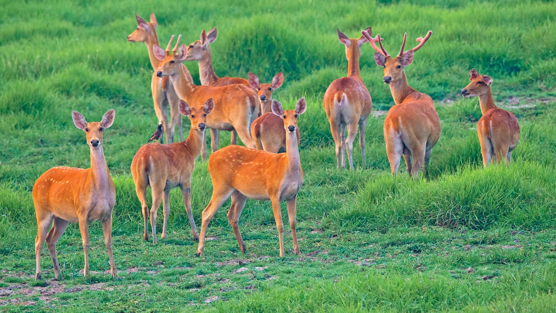 Graze Anatomy: The Elegant Swamp Deer and its Grassland Home