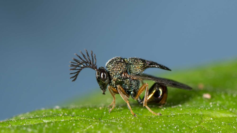 Honeybees and Wasps: What’s the Difference?