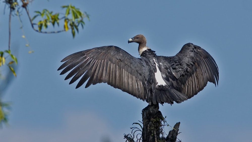 Tadoba Welcomes White-rumped Vultures