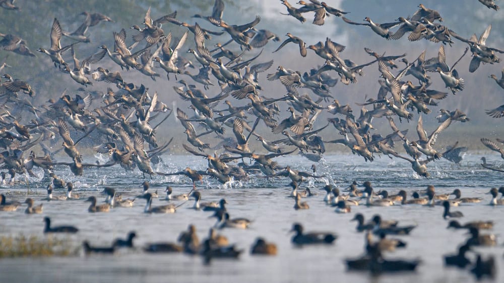 Remembering Sultanpur: Birding for the Soul