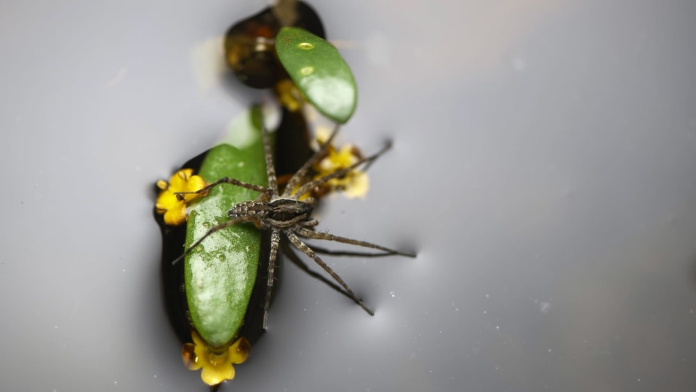 Vaippar’s Mangroves: Secrets of a Semi-aquatic Ecosystem