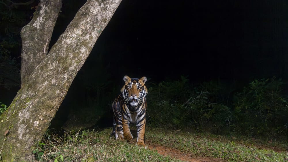 Black Tigers: The Ghosts of Similipal