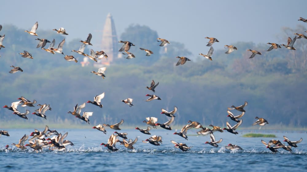 Wild in the City: Growing Up with Nature in Bhopal