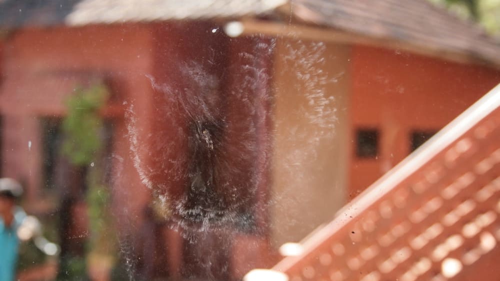 The Glass Illusion: How New Architecture Poses a Threat to Birds