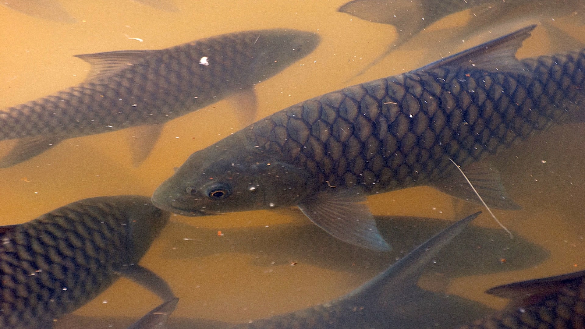 Fishy Quandary: A Nexus of Livelihoods and Native Fish