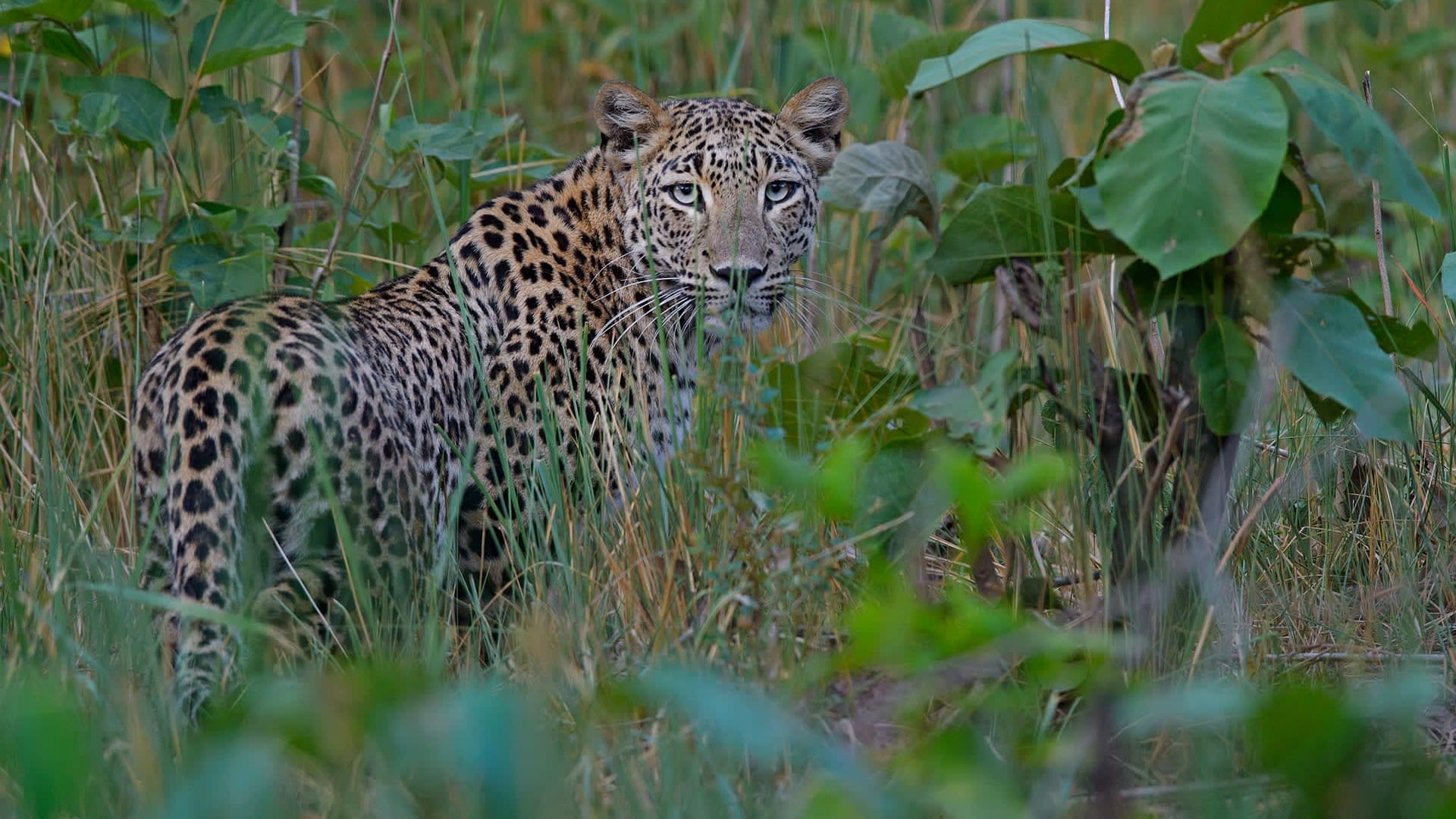 Conflict vs Coexistence: Mitigating Human-Leopard Interactions