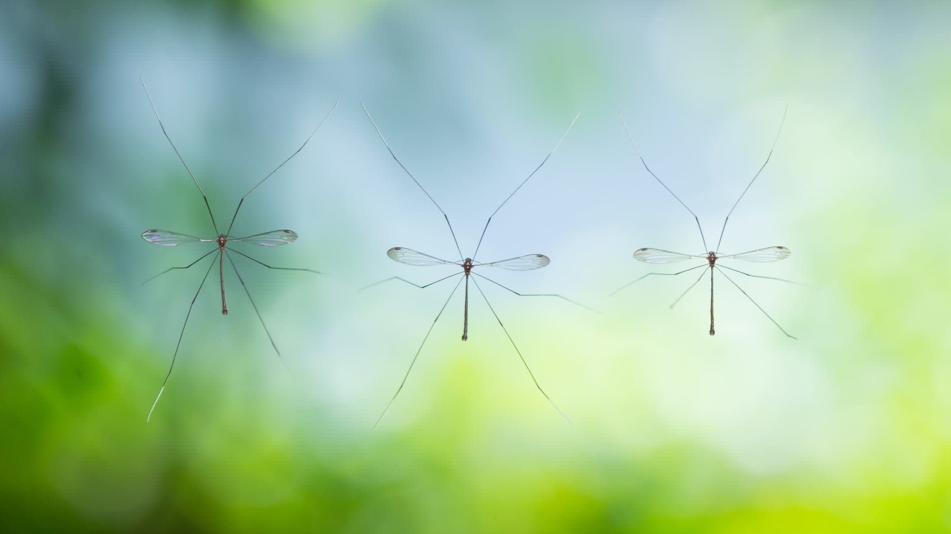 Finding Nature Through the Gift of Our Attention