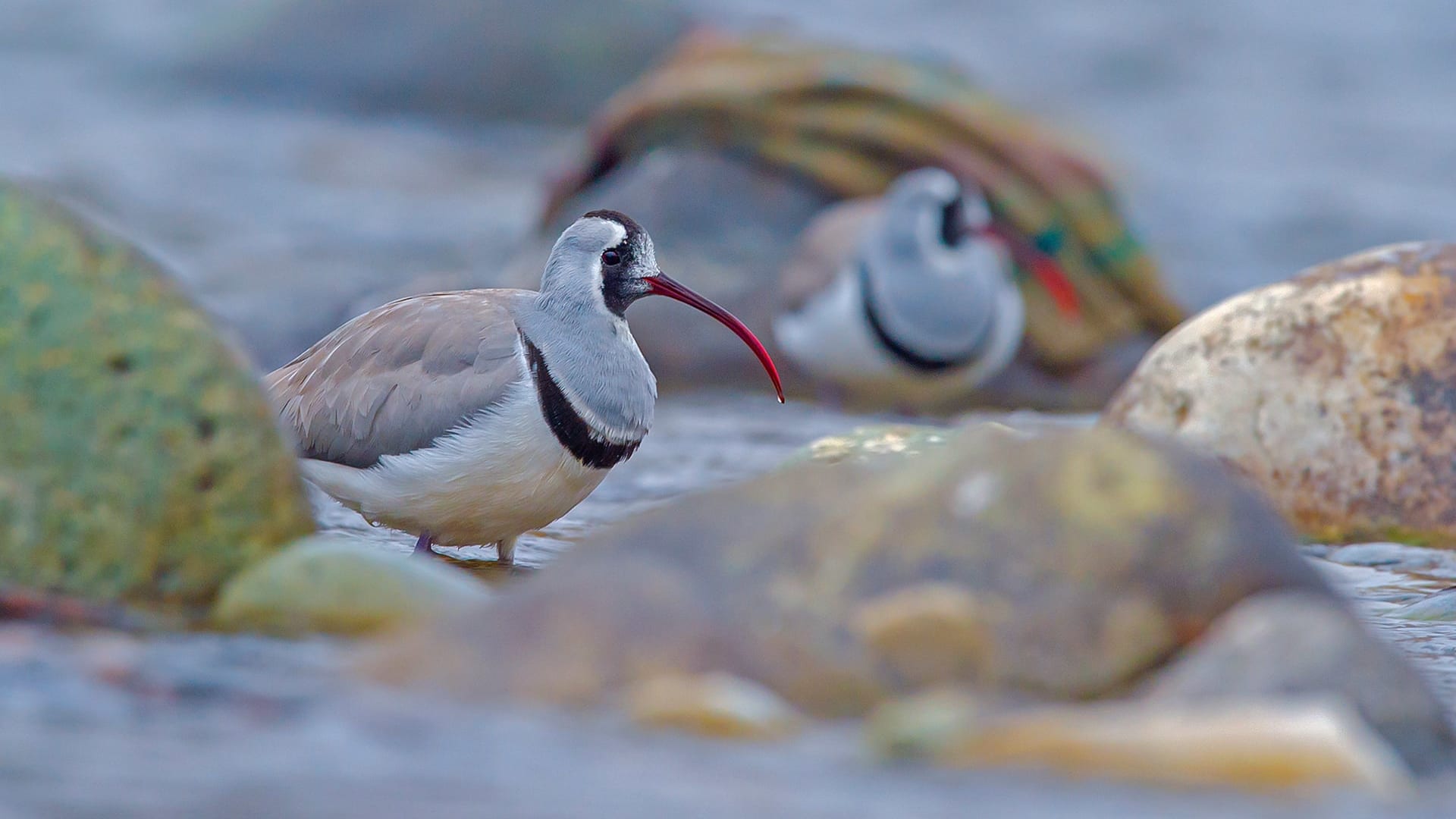 Ibisbill in Kashmir: Where Boulders Have Wings