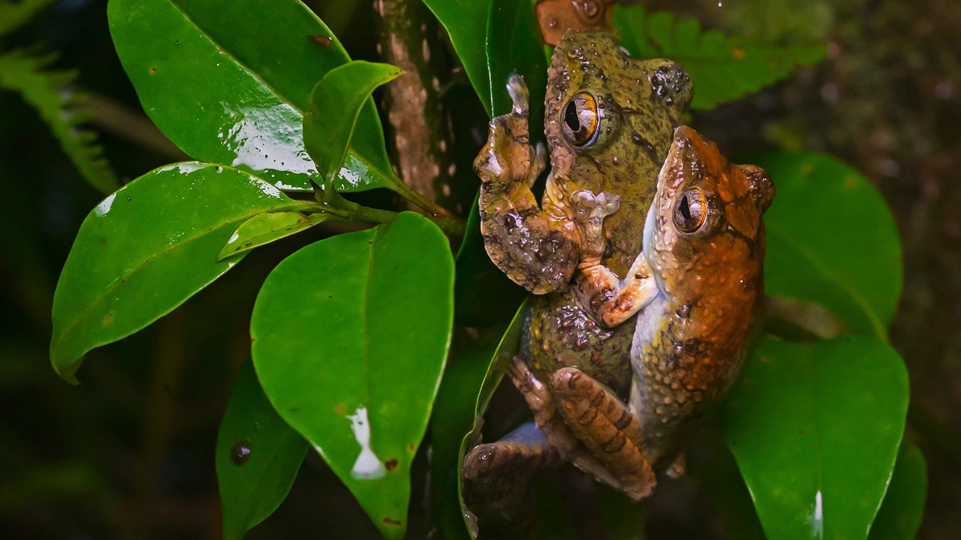Mating frogs