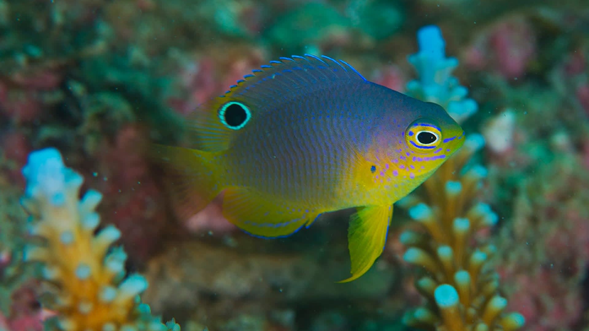 Damselfish: The Farmers of the Reef