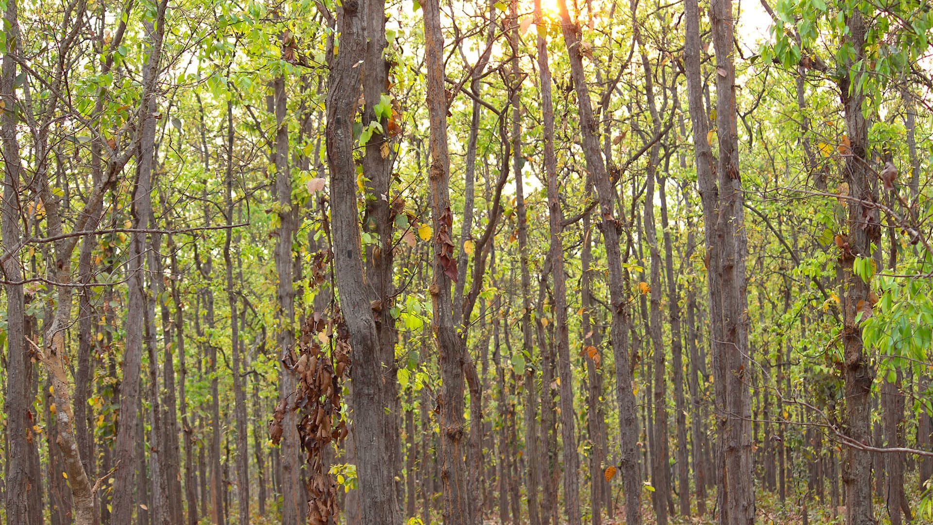 Wildlife Crime and the Fragile Forests of Similipal Biosphere Reserve