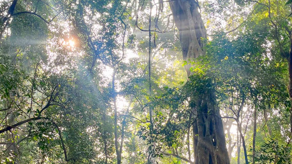 Unplugged Senses: A Week of Mindfulness in the Wild