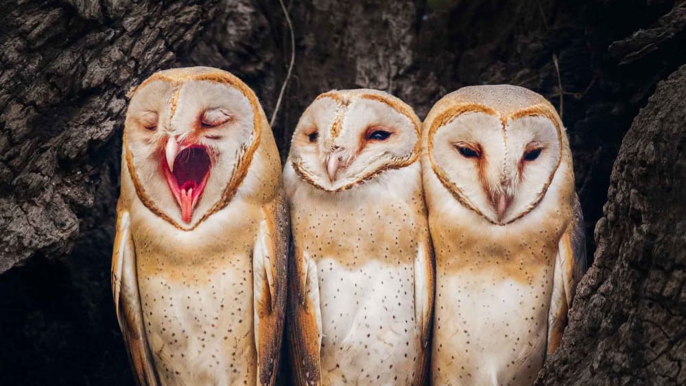 Barn Owls: Caught in the Urban Rat Race