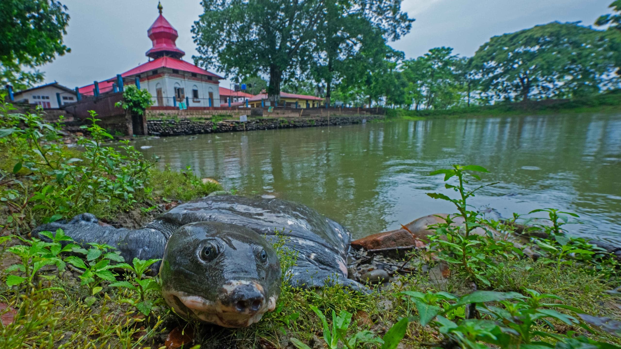 Temple Turtles: Safeguarding Freshwater Turtles