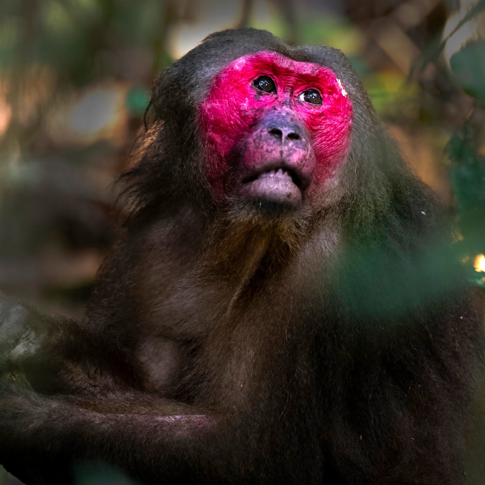 The Stump-tailed Macaques of Hollongapar