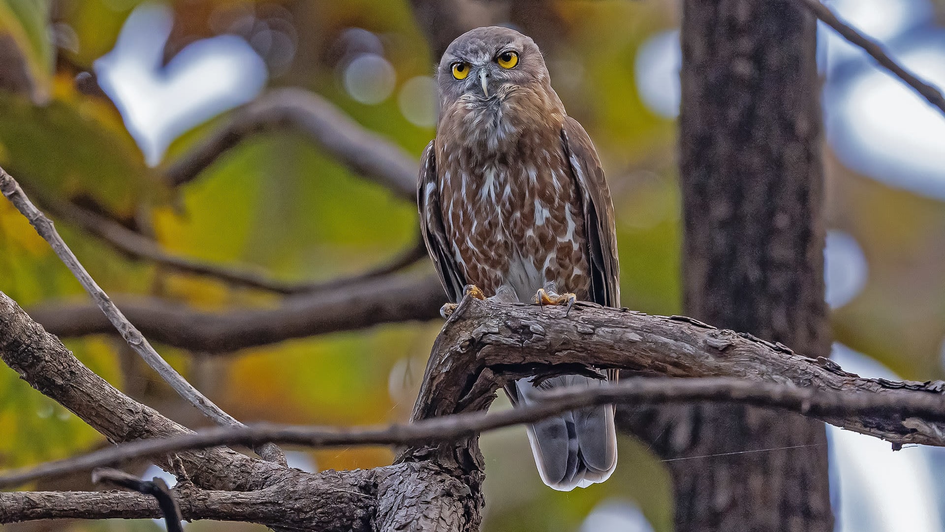 Owling in Gujarat’s Dang