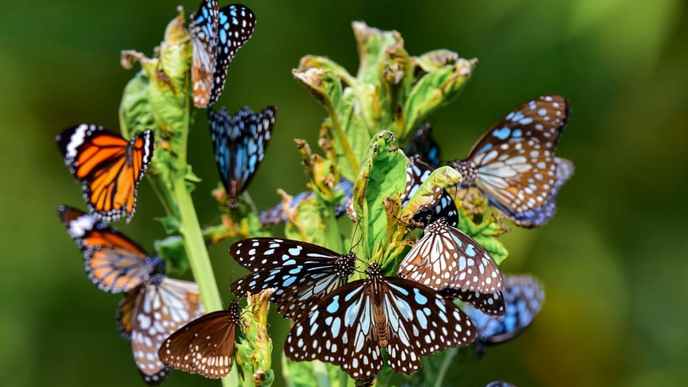 Winged Wonders of the Eastern Ghats