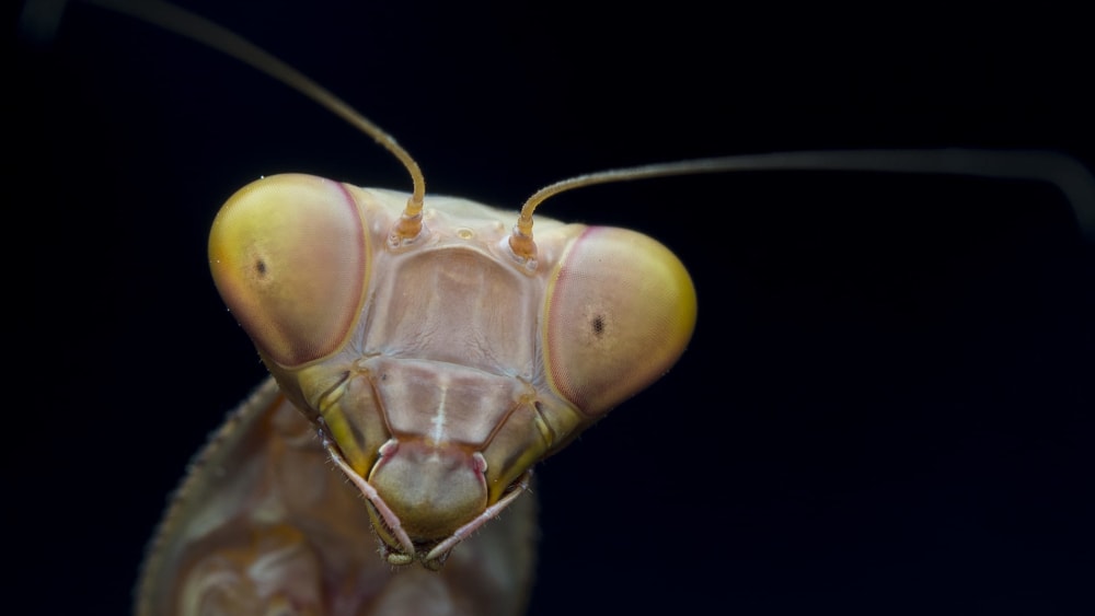 Grace and Elegance: Meet the Praying Mantis