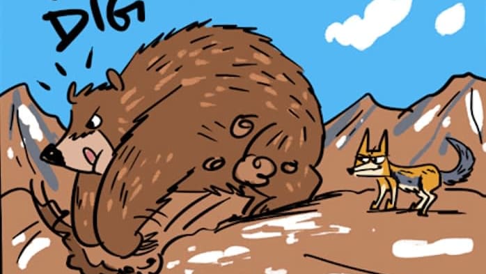 The Secret Behind the Tibetan Fox's Perfect Jawline