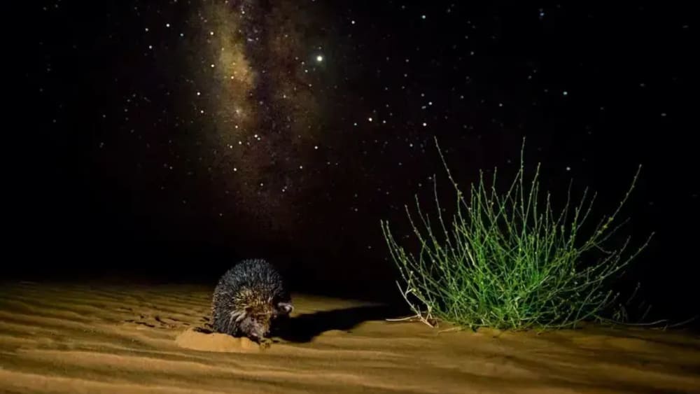 Thar: The Secret Lives of a Harsh Desert