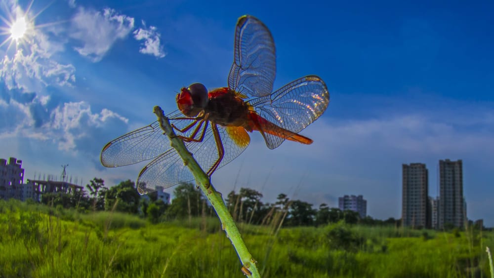 Backyard Biodiversity Photo Contest: Winners, Shortlists, and Longlists