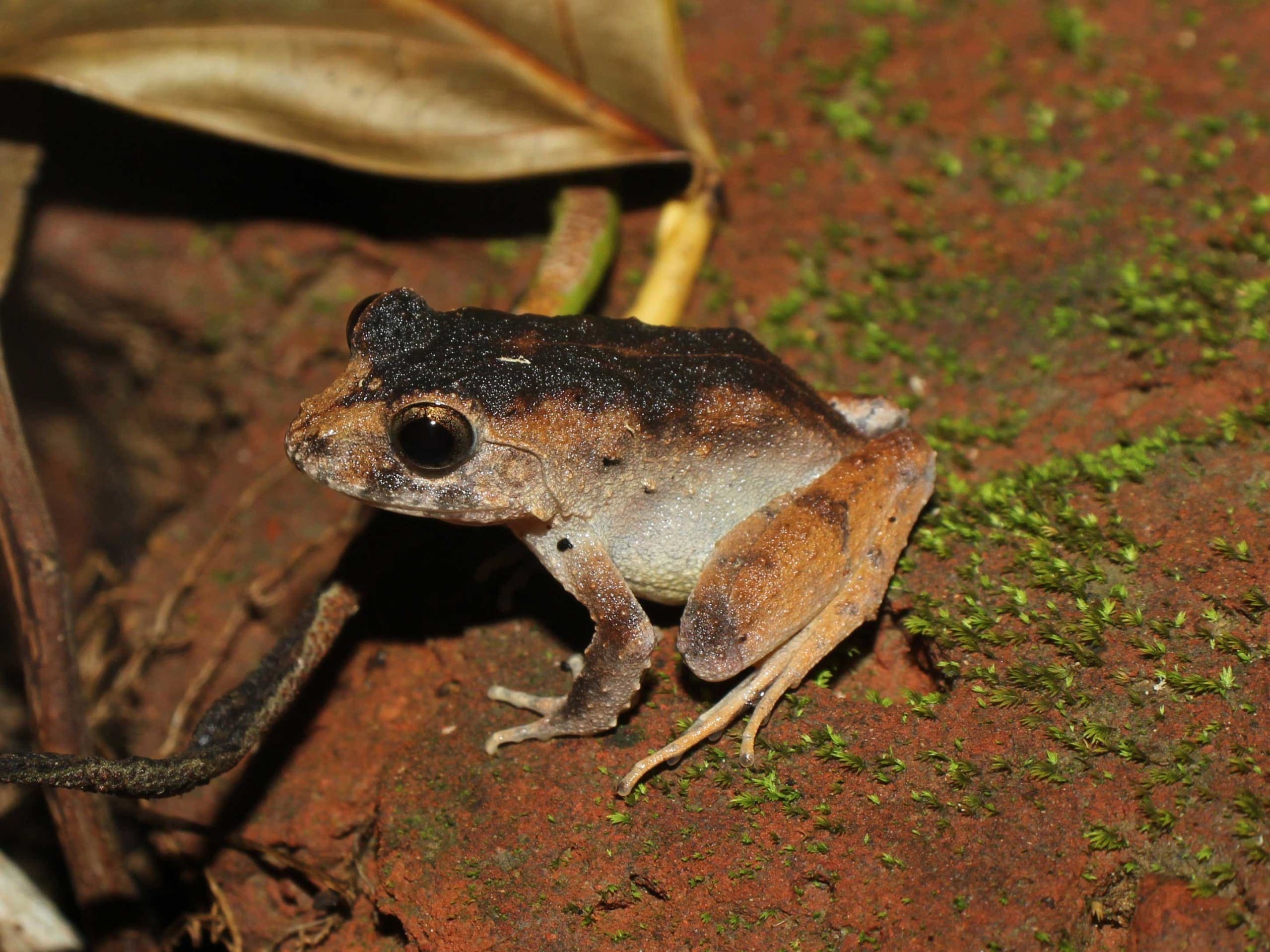 Charles Darwin’s Frog: Tree-nester in the Andaman Islands