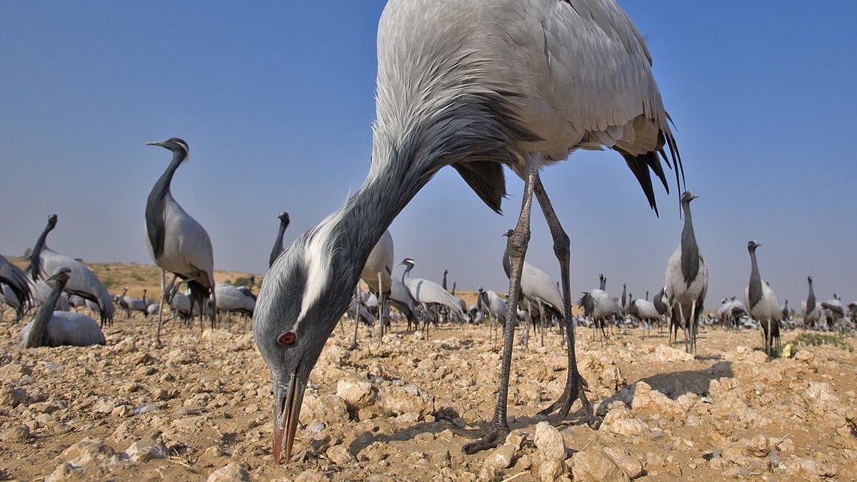 Guardians of the Kurja: A Legacy of Community Stewardship