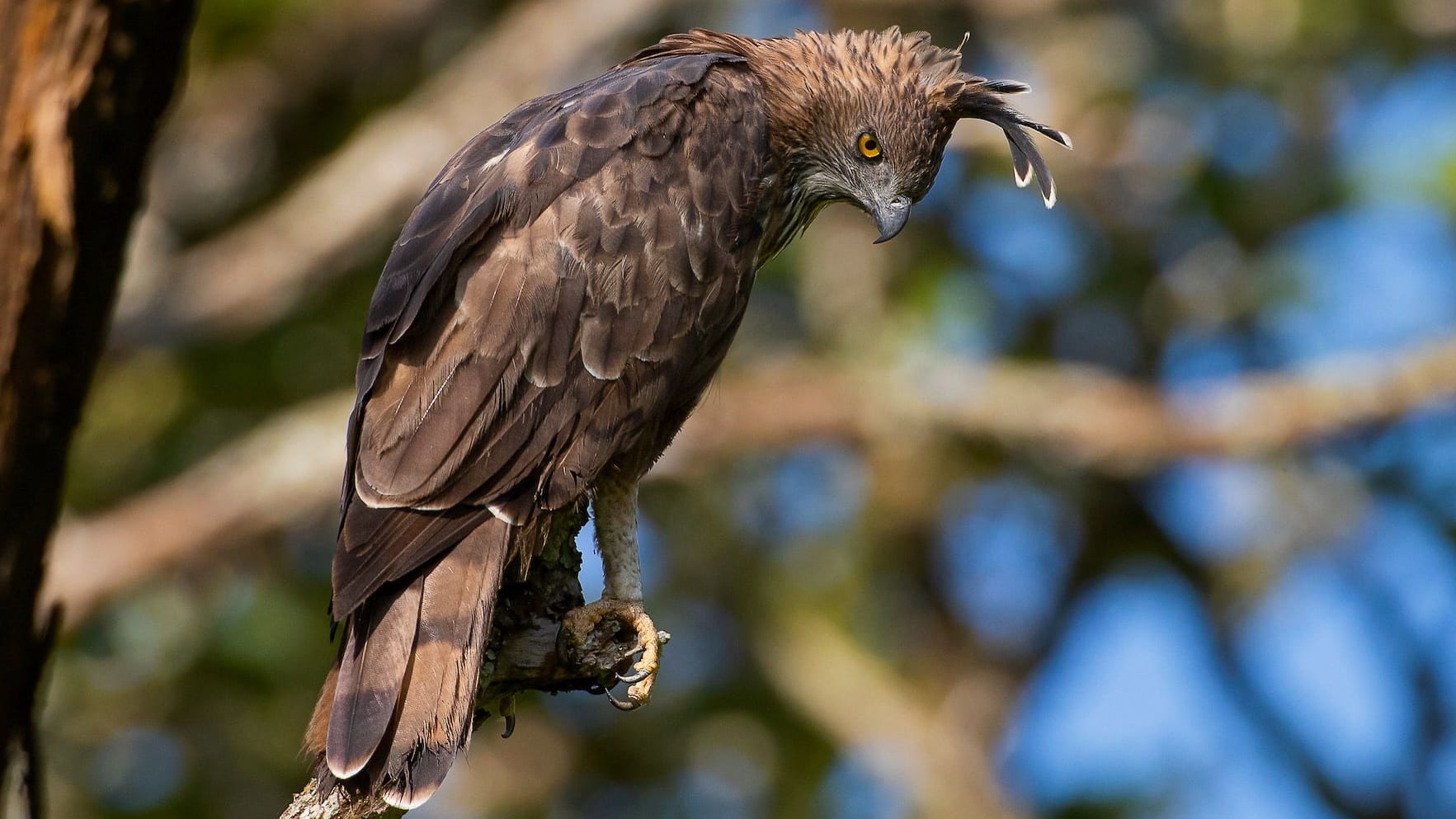Changeable Hawk-Eagles: The Crested Family