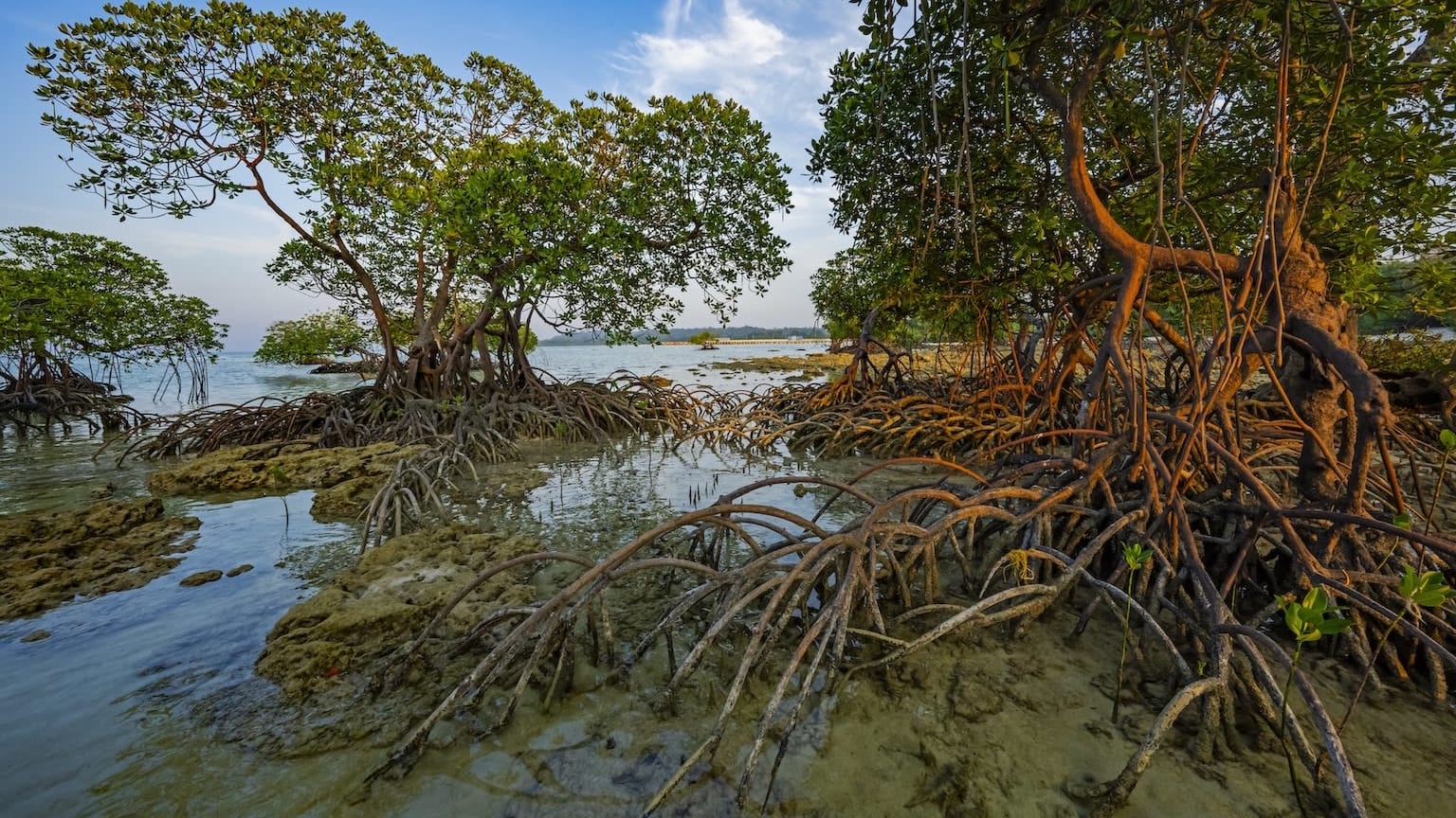Mangroves Still Reeling from Aftermath of 2004 Tsunami