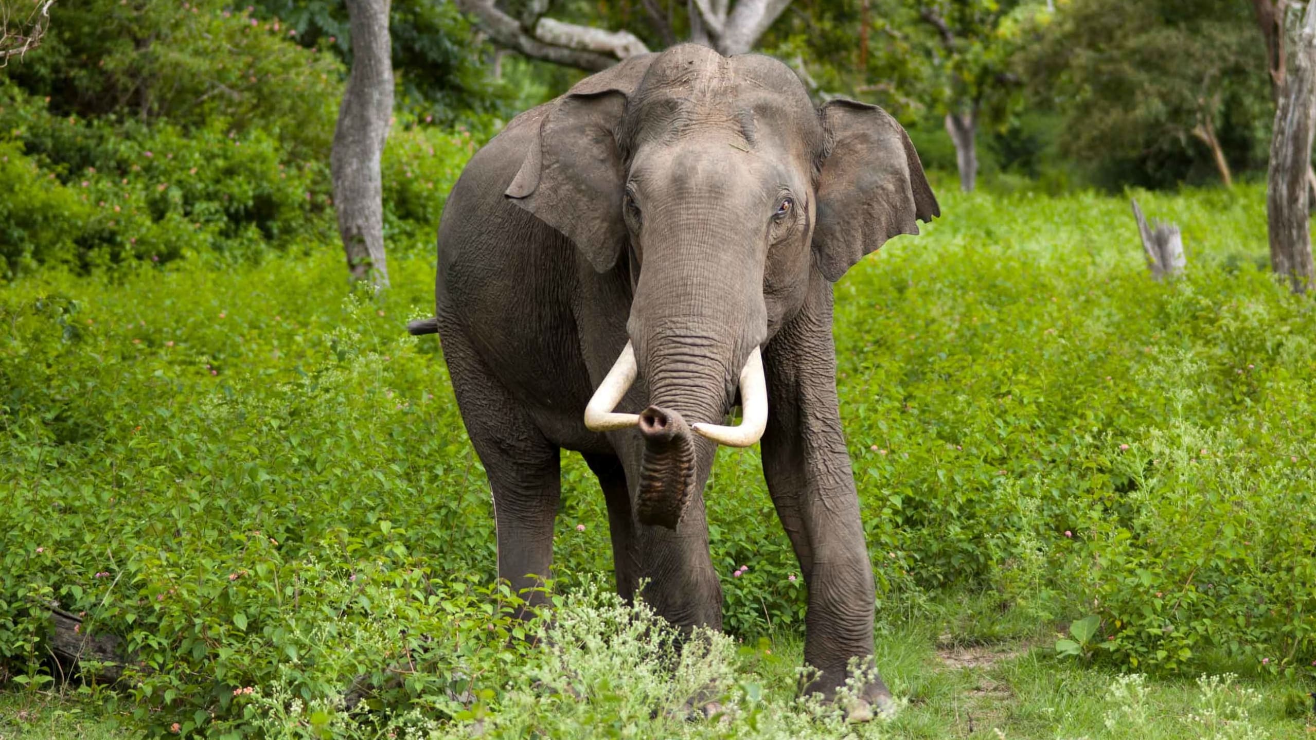 Can Feeding Wild Elephants Paddy Reduce Human-Wildlife Conflict? 