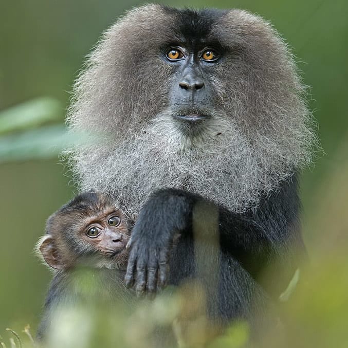 Pride of the Western Ghats: The Elusive Lion-tailed Macaque
