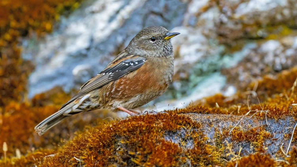 Munsiyari’s Omnipresent Alpine Accentors and Their Love Lives