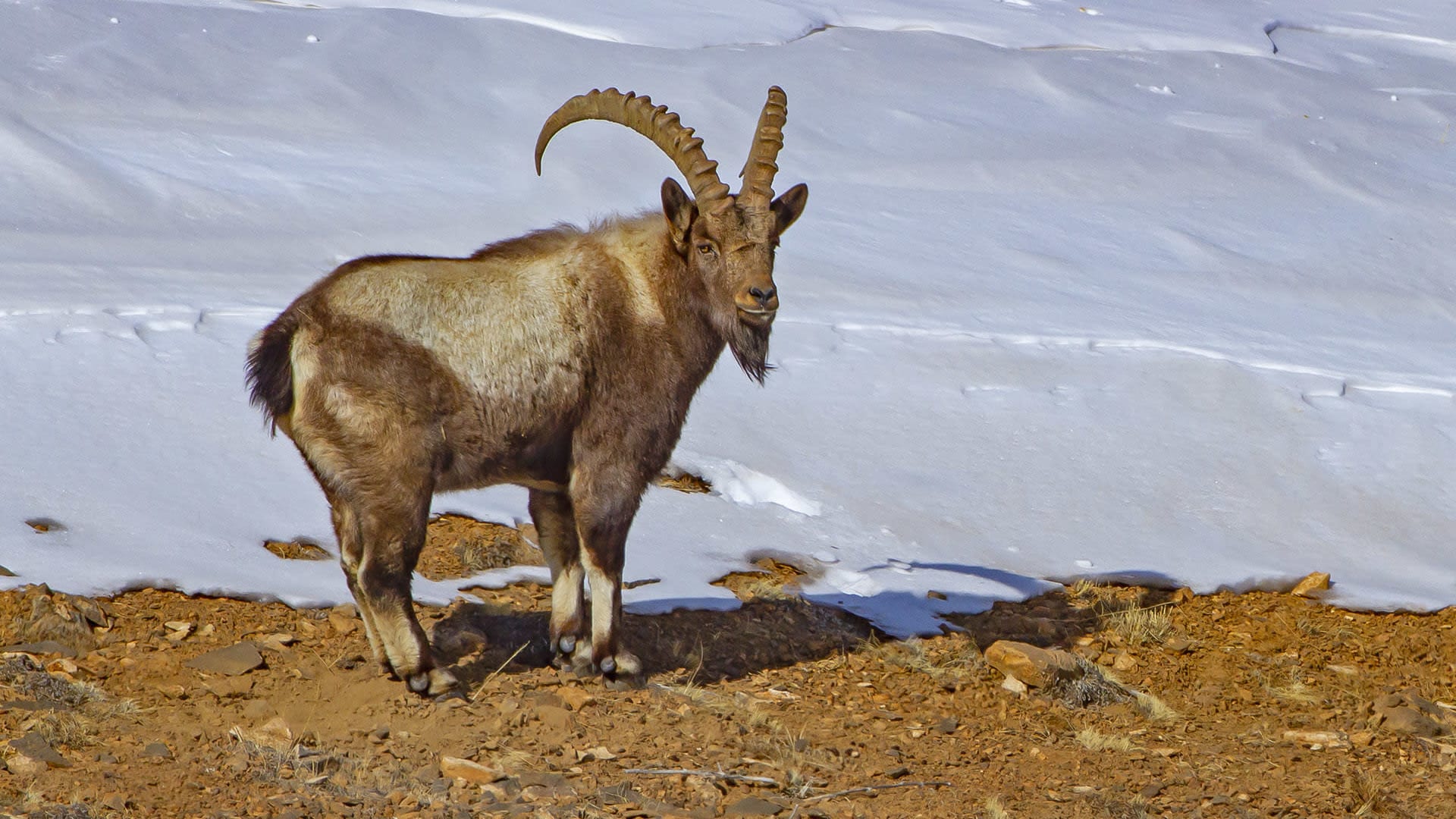 How Village Folklore Helps Conserve the Ibex of Pin Valley