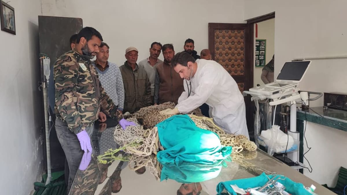 Animal Rescuers Face an Uphill Battle as Human-wildlife Interactions Rise in Kashmir