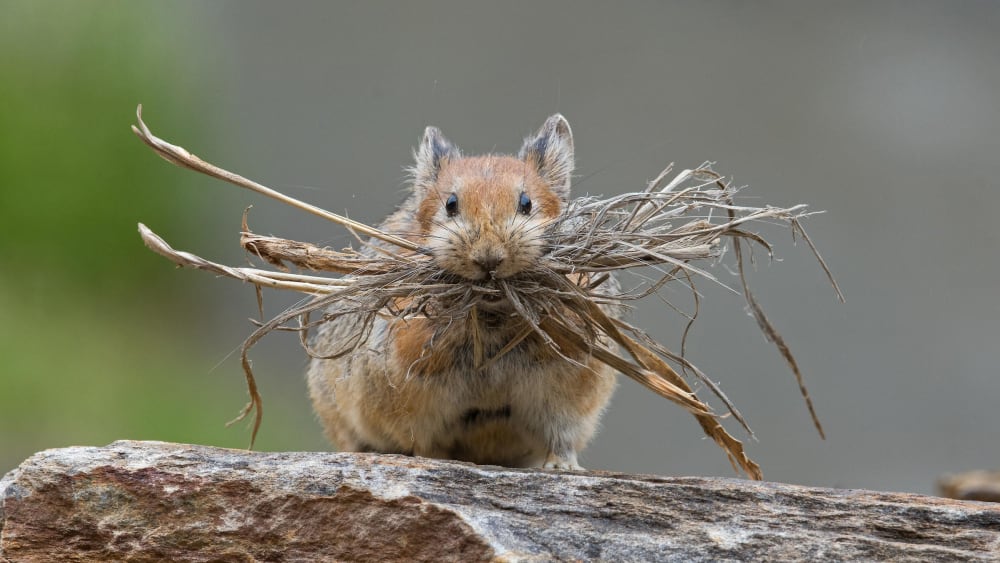 Royle’s Pika: Between a Hare and a Mouse