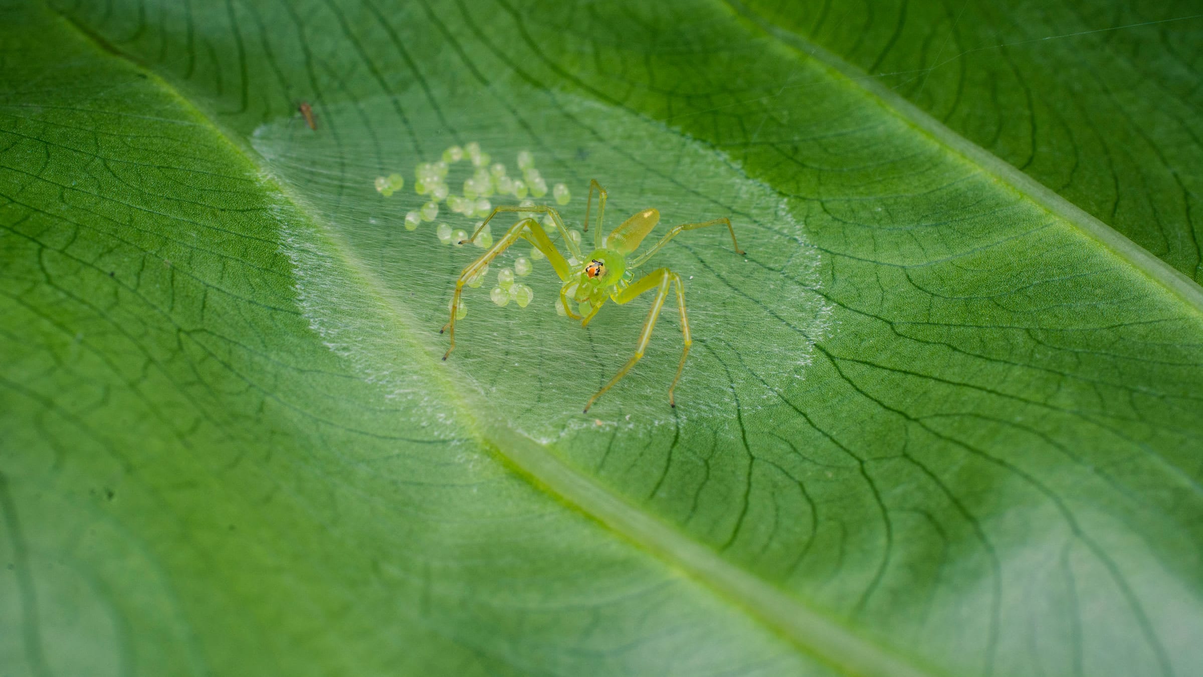 Raising Spiderlings: The Best of Jumping Spider Brood Care