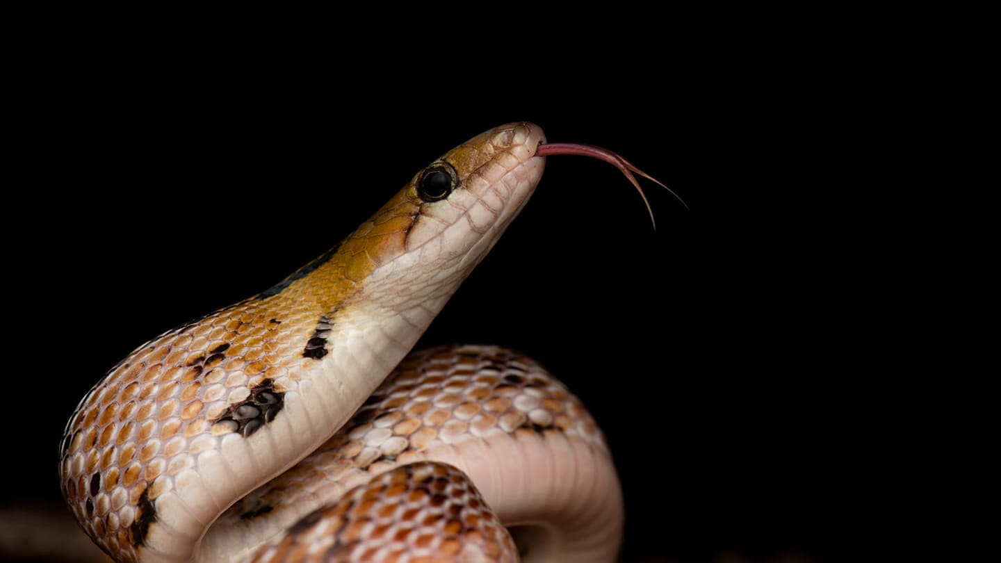 Trinket Snakes and Their Treasured Personal Space