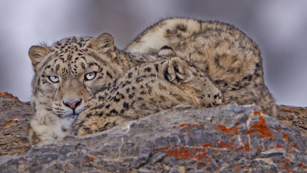 Where the Snow Leopard Lives Among its People
