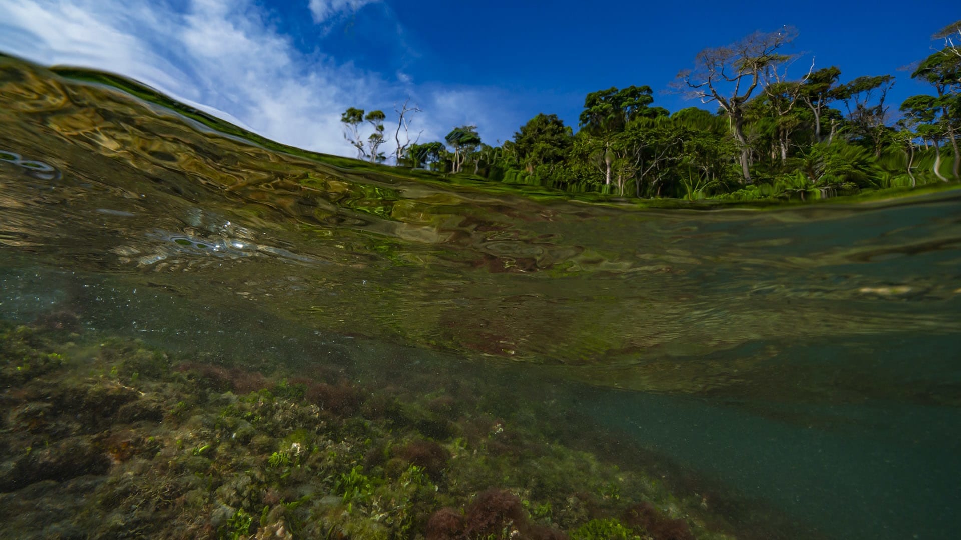 great nicobar habitat underwater