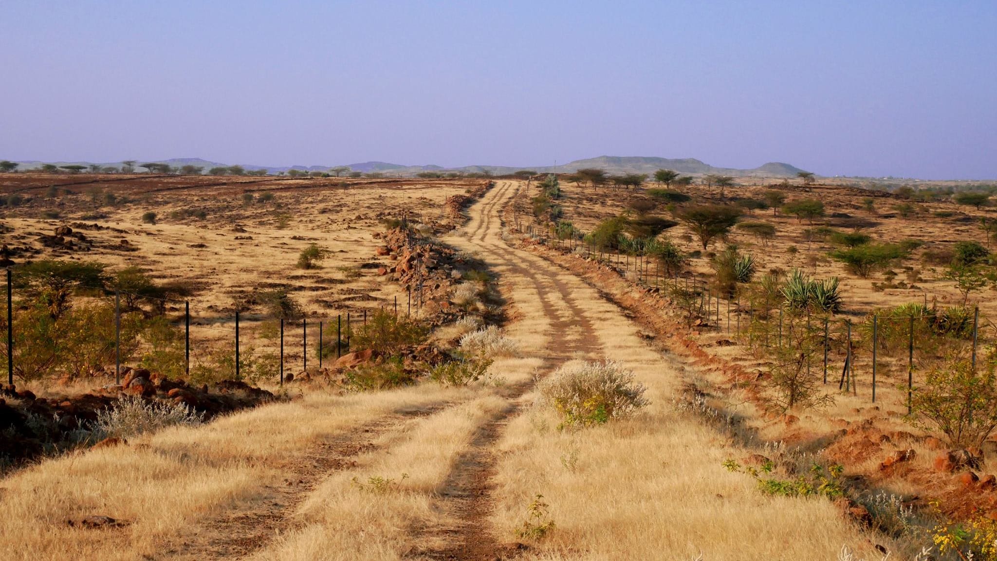 The Wilds of Saswad: The Vibrant Grassland Near Pune