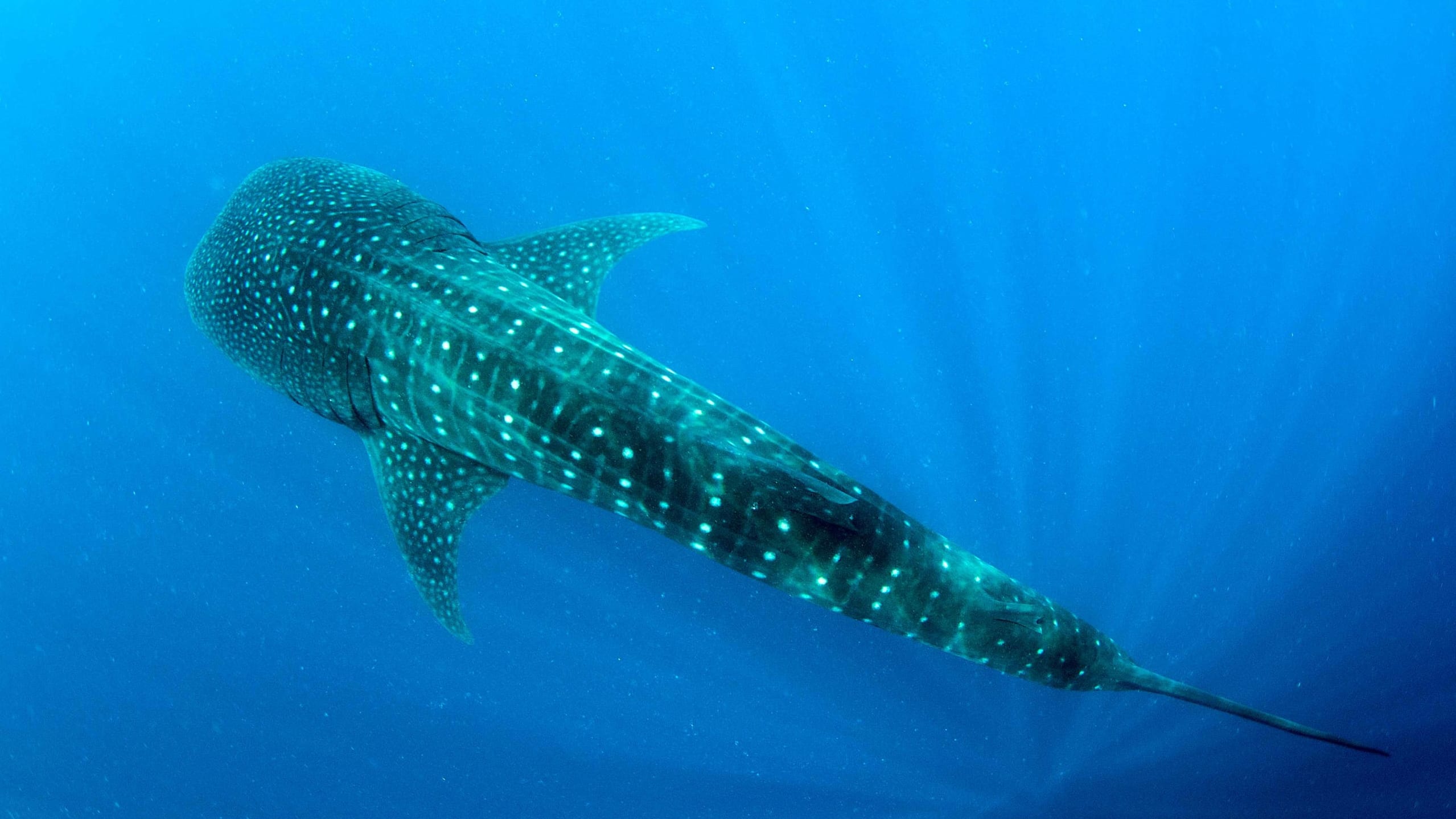 Whale shark