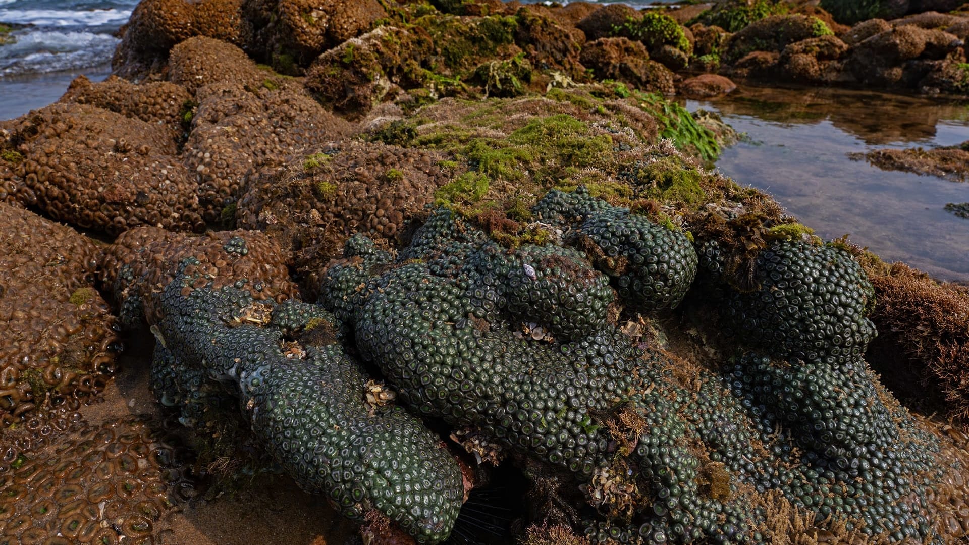 Tidepooling in Vizag