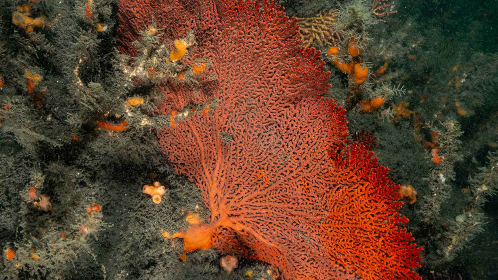 Rocky Reefs: Unexplored Underwater Zones off Kerala’s Coast