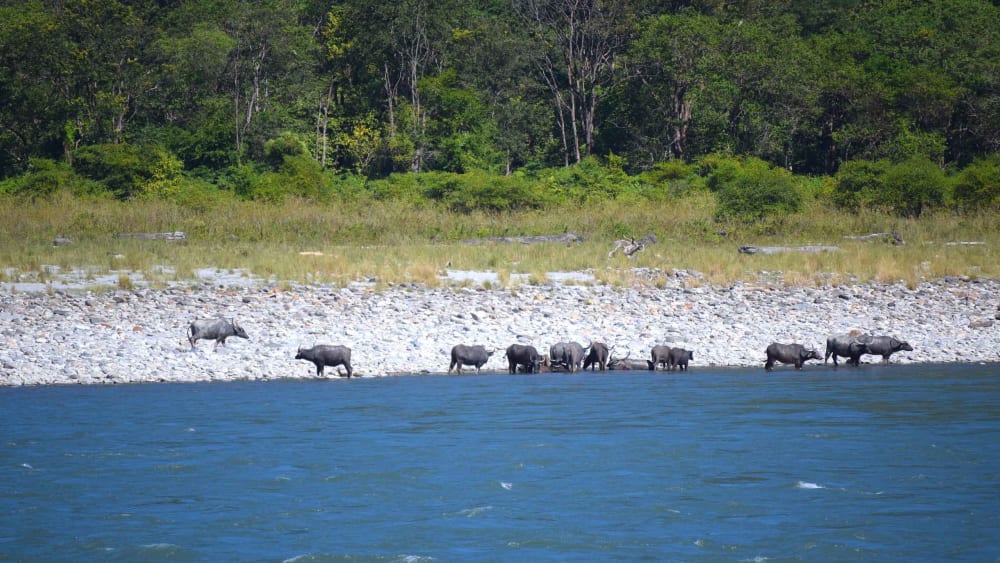Future in Jeopardy: The Wild Water Buffalo in Assam