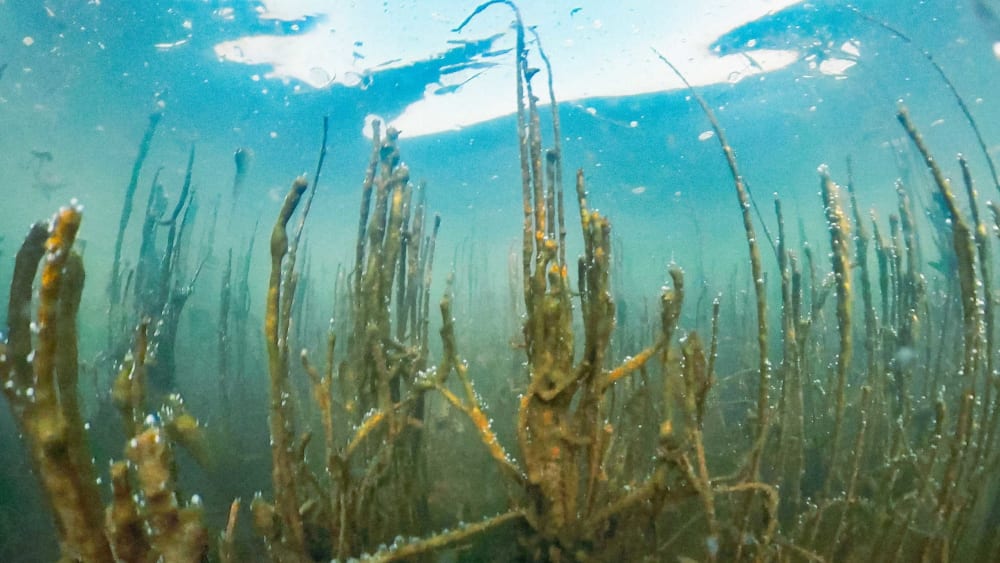 A New Underwater Meadow Along India’s East Coast