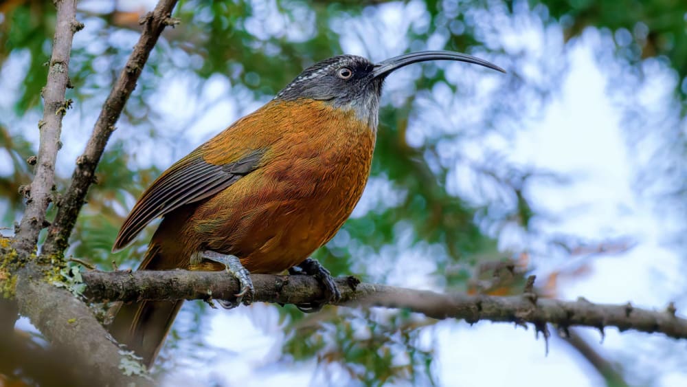 Slender-billed Scimitar-babbler: A Mysterious Bird with an Extraordinary Bill