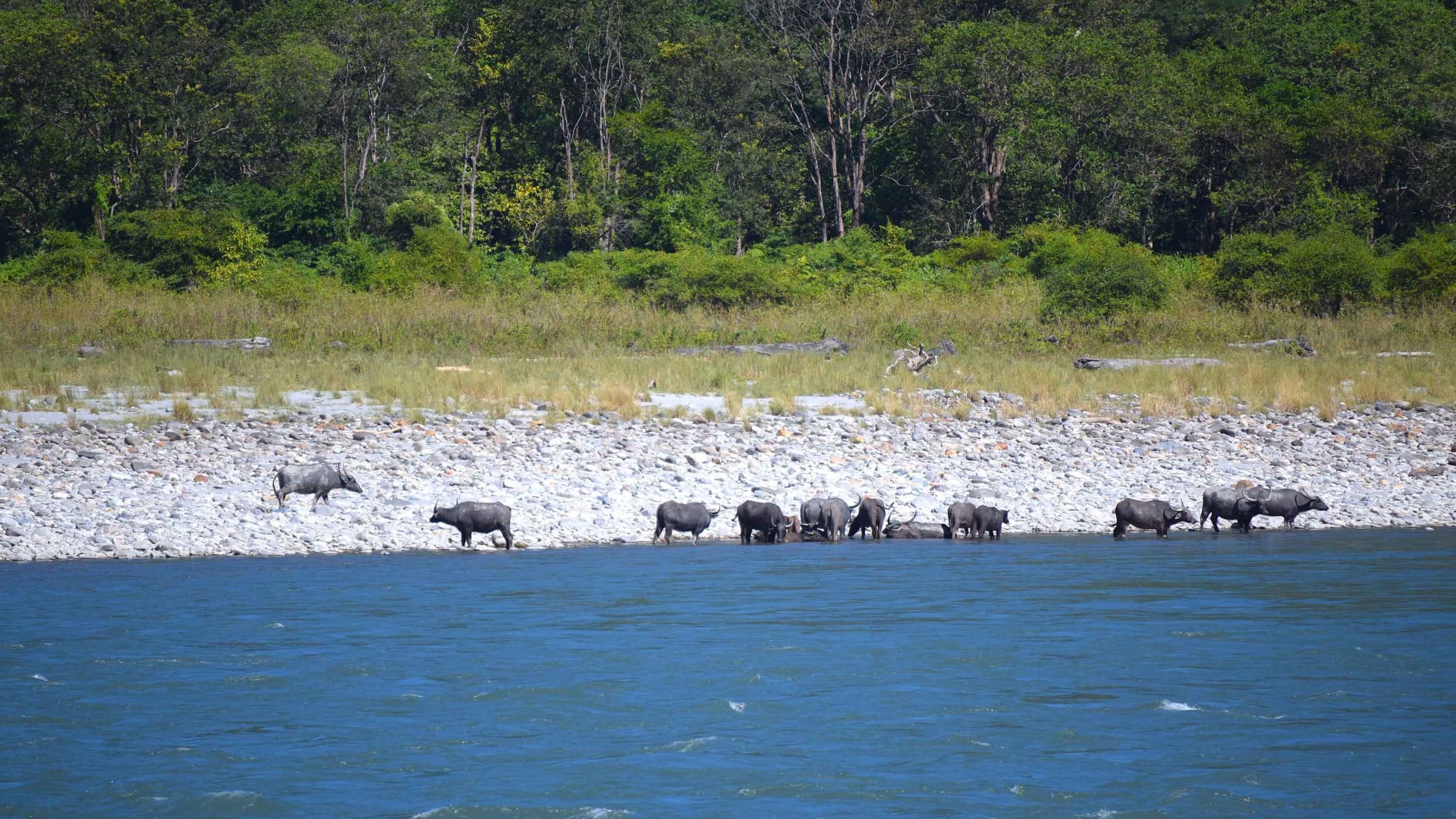 Future in Jeopardy: The Wild Water Buffalo in Assam