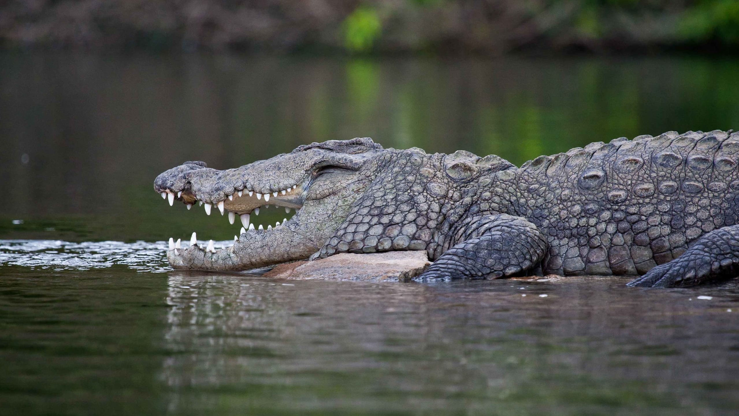 Identifying Mugger Crocodiles Using Drones